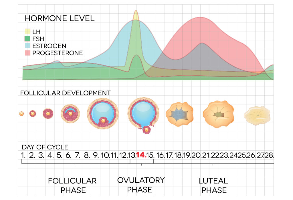 What Causes Ovulation?