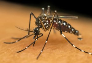 Causes of Chikungunya?