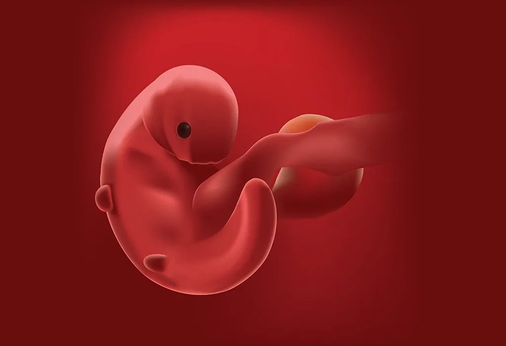 4 Weeks Pregnant: Symptoms and Embryo Size