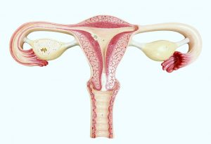 And pregnancy uterus Uterus During