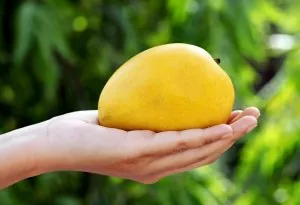 Consuming Mango While Pregnant Benefits Side Effects More