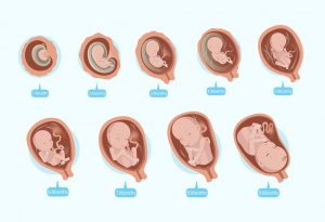 Uterus Size Chart