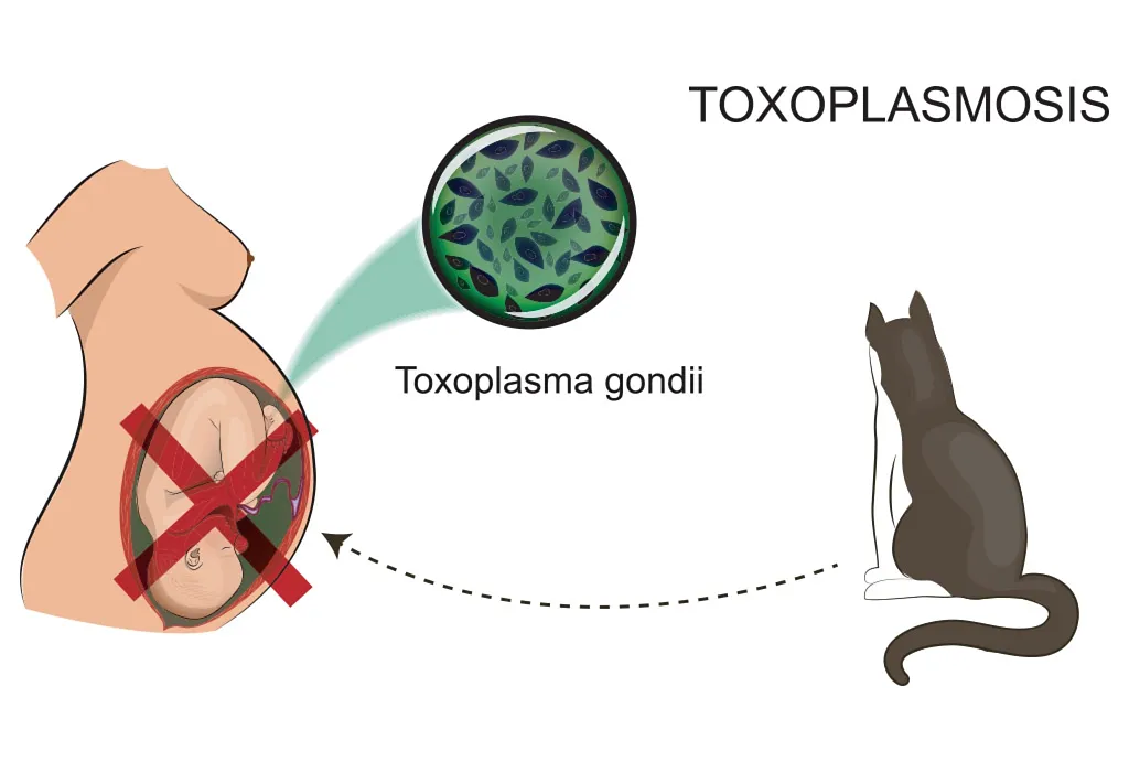 Cat litter outlet bacteria pregnancy