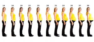 Stomach Size During Pregnancy Chart