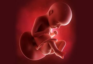 What Is the Baby’s Size? What Is the Baby’s Size?