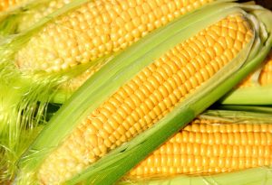 Week 24 baby size- ear of corn