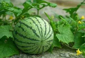 Week 39 baby size- small watermelon