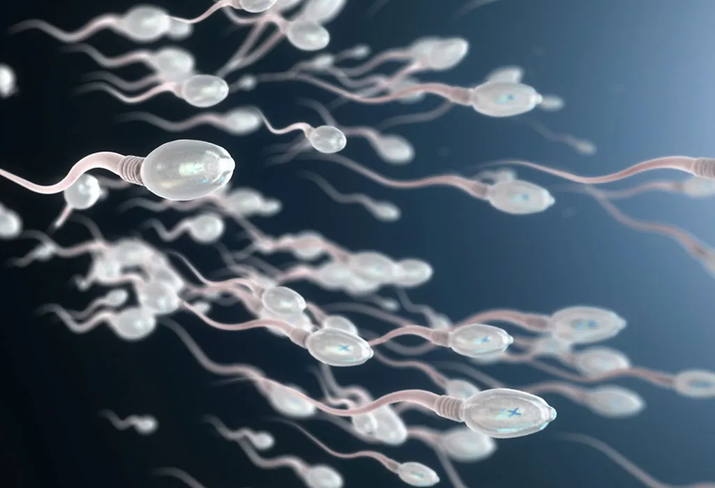 Sperm Agglutination
