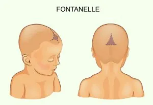 location of fontanelles on baby's head