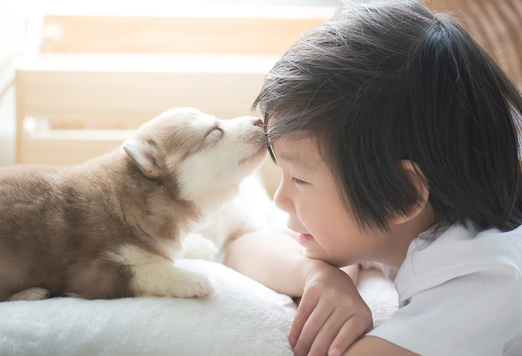 Siberian husky kissing little boy