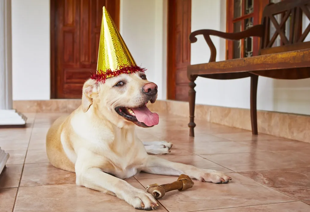 PREPARE THE PETS