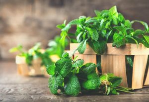 MINT LEAVES