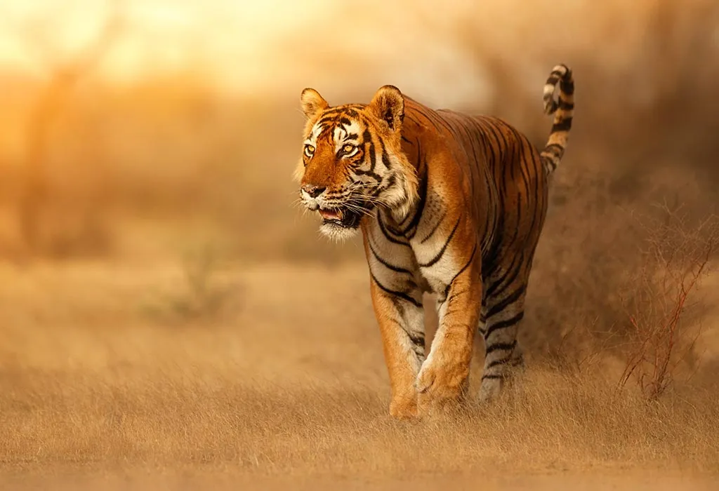 Tiger – Amazing Facts Of The Majestically Ferocious Animal