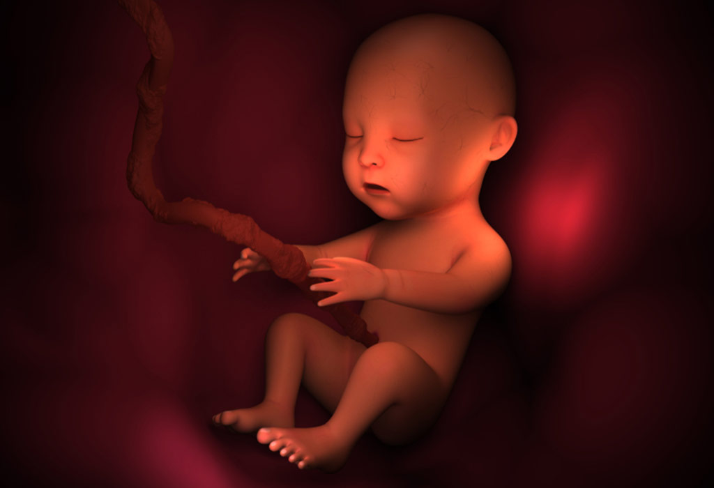 Foetal Stage
