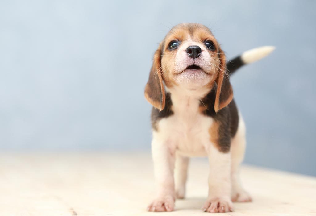 10 facts about puppies