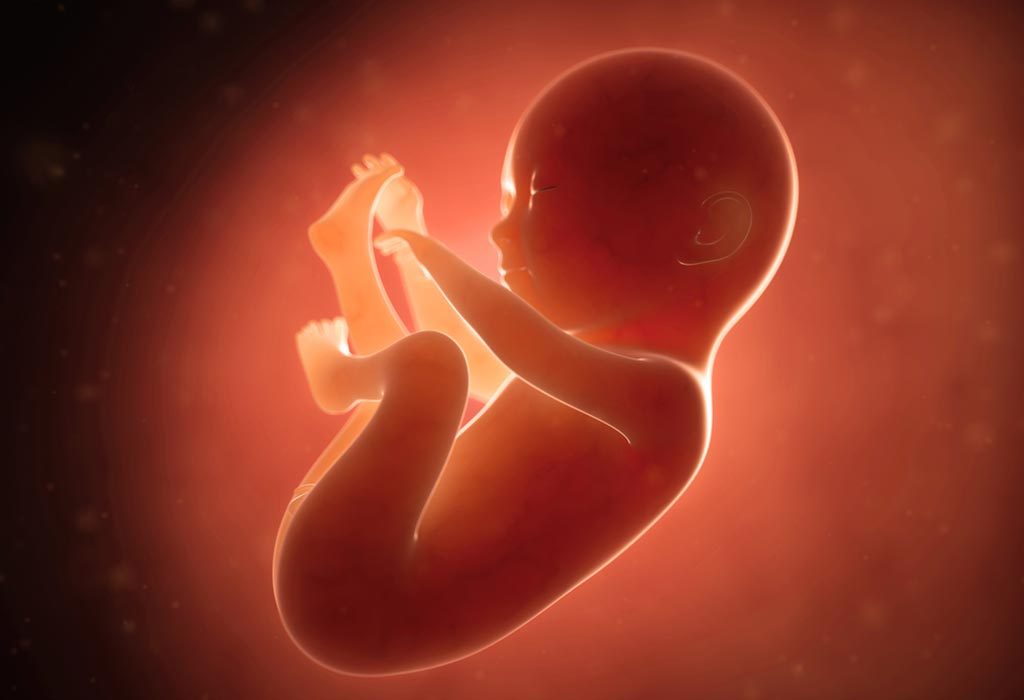 6th Month Baby Development In Womb: Everything You Need To Know