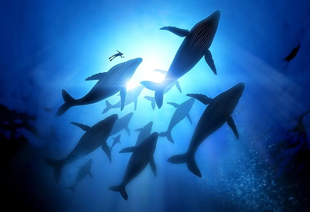 Blue whales in the ocean