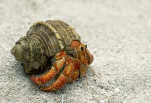 Hermit Crab - a Type of Crustacean