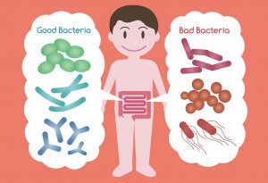 HEALTHY BACTERIA IN THE GUT