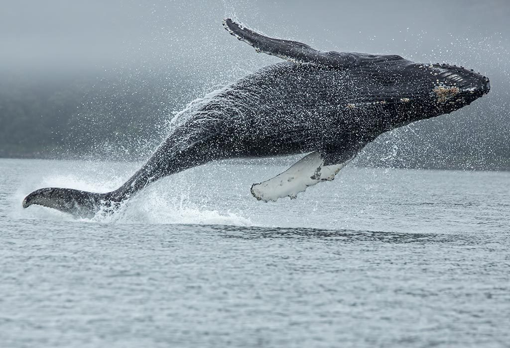 Informations et faits étonnants sur la baleine bleue pour les enfants