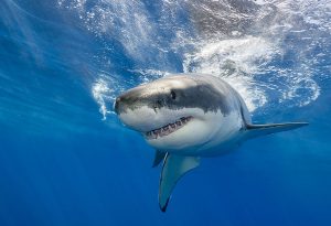 Great White Shark - A Type of Shark
