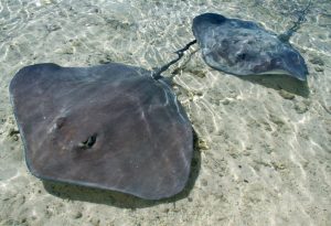 Sting Rays - A Type Of Rays