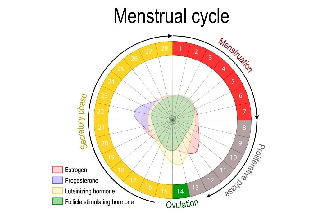 Mentrual cycle
