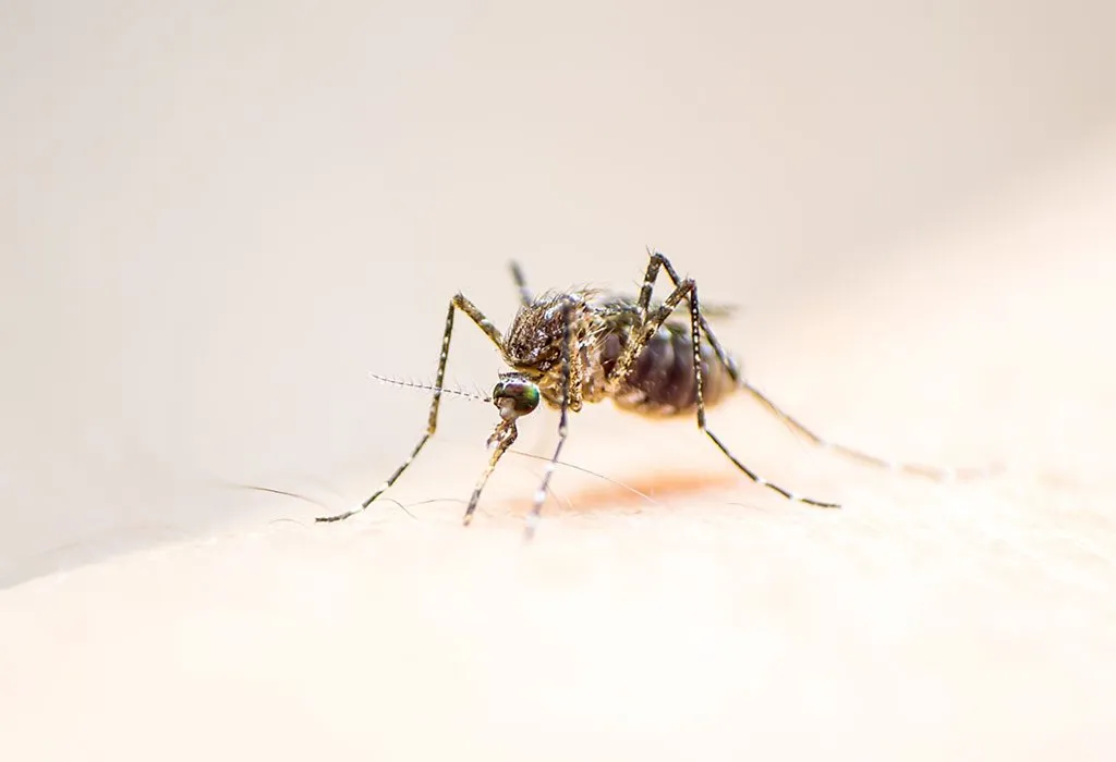 AEDES MOSQUITO