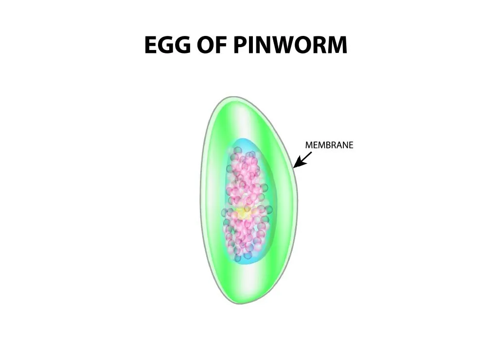 The egg of a pinworm