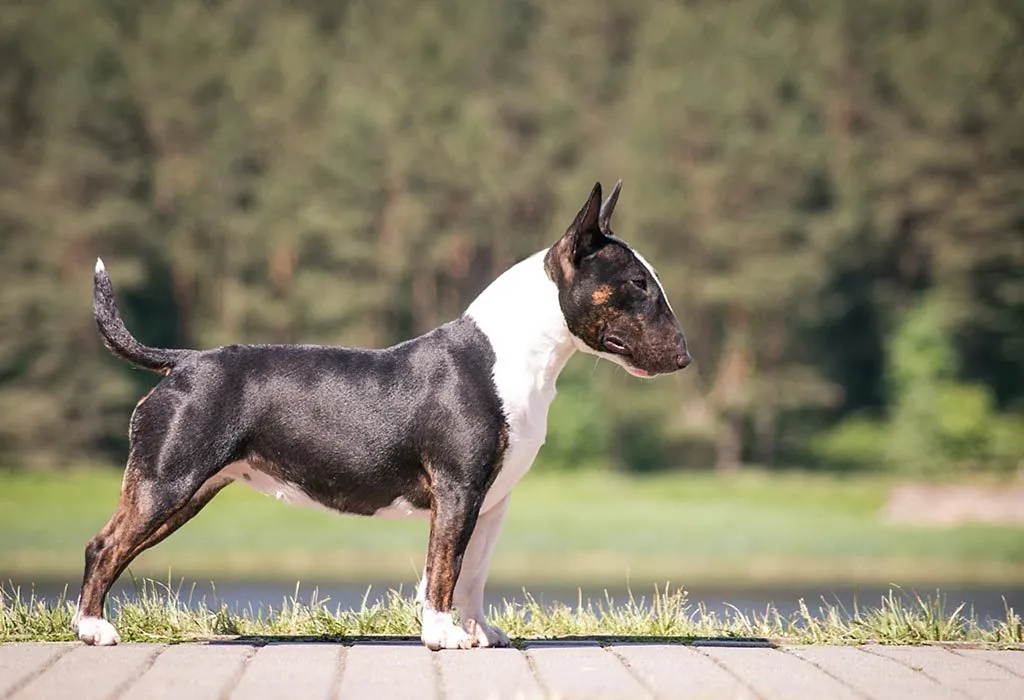 Best dog for 10 year store old boy