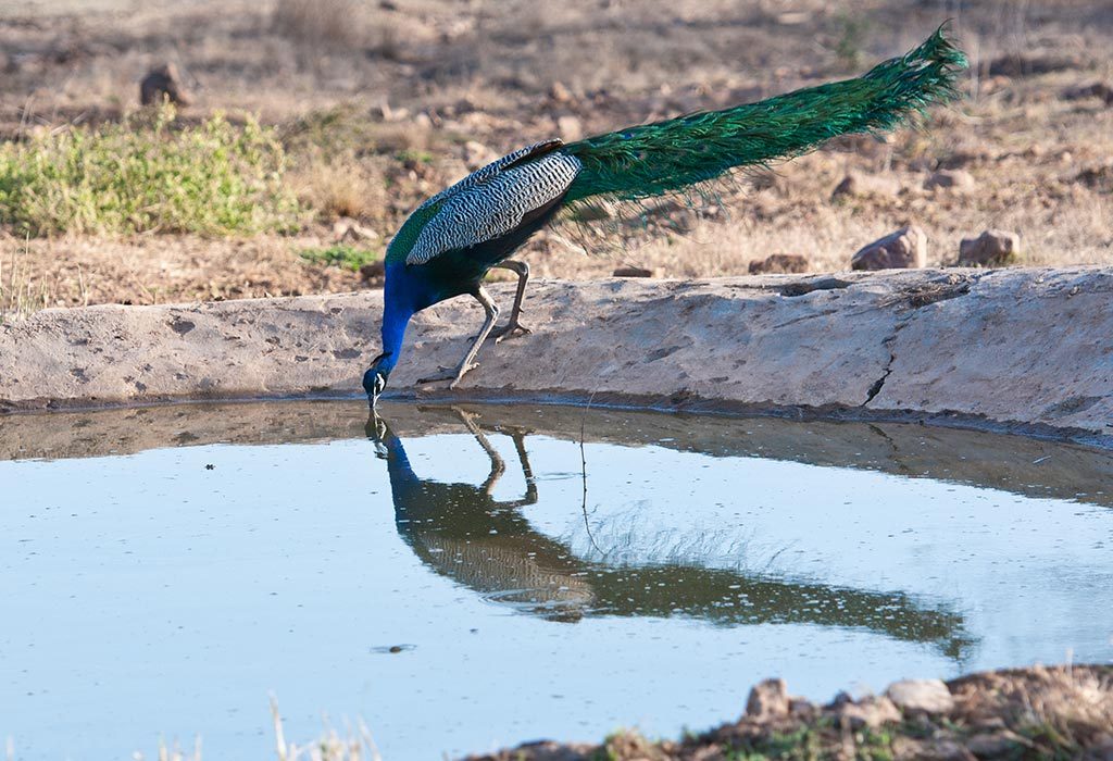 Indian peacock drinking water