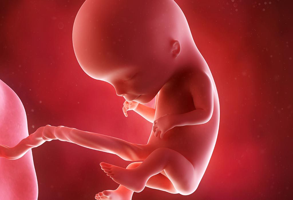Foetus at 12 weeks