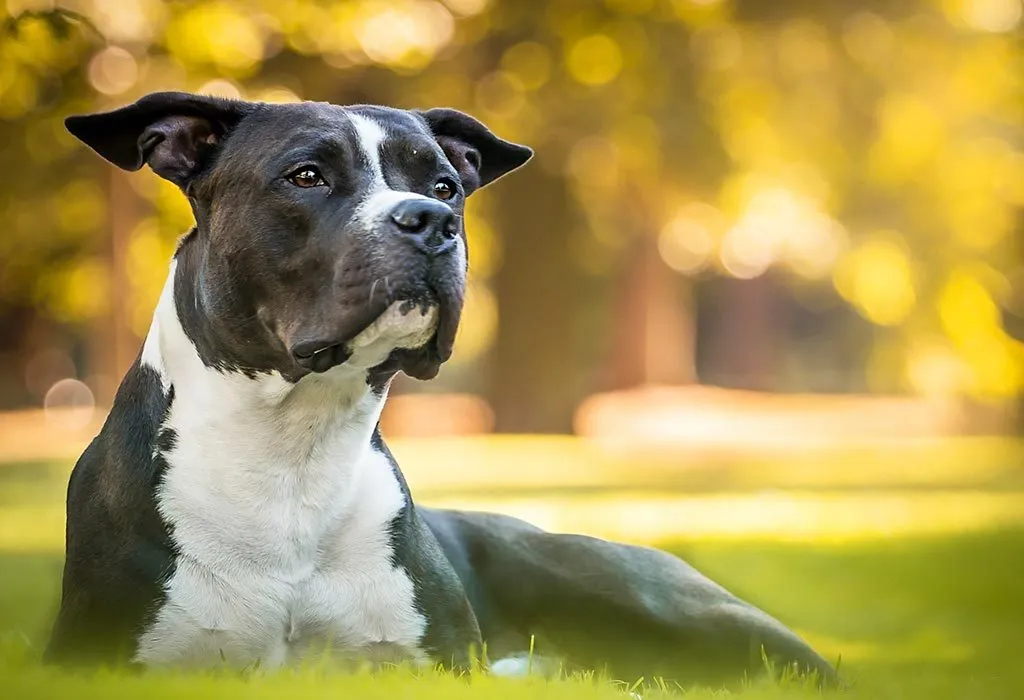 Pitbull