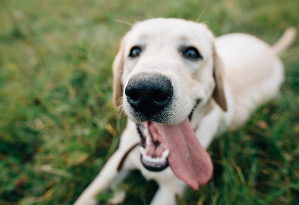 Labrador Retrievers