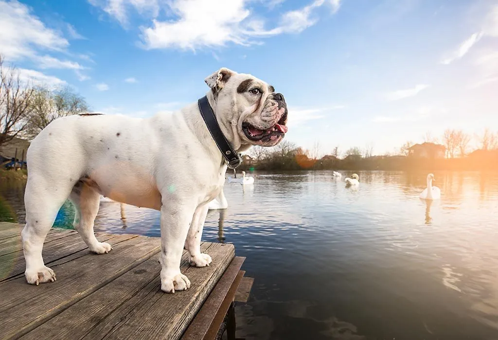 Bulldogs