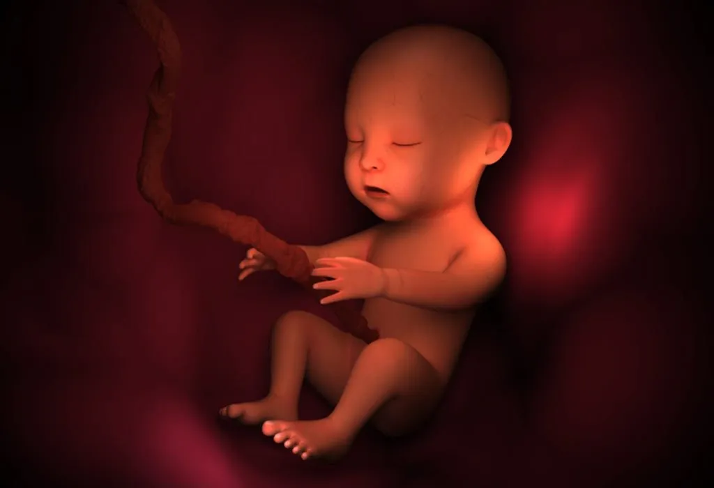Foetus