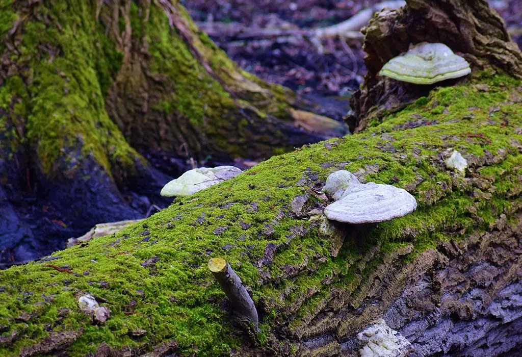 Algae and mushrooms