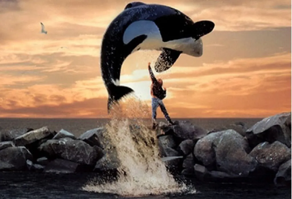 Willy is an orca whale that is trapped by whalers when he swims