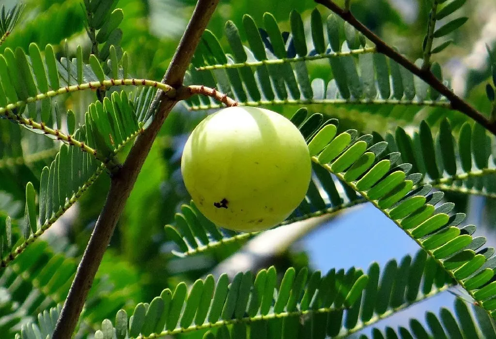 Amla for Hair Problems