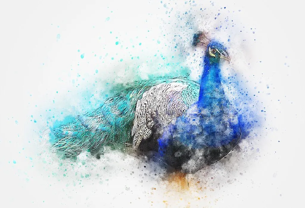 Help them draw stunning peacocks