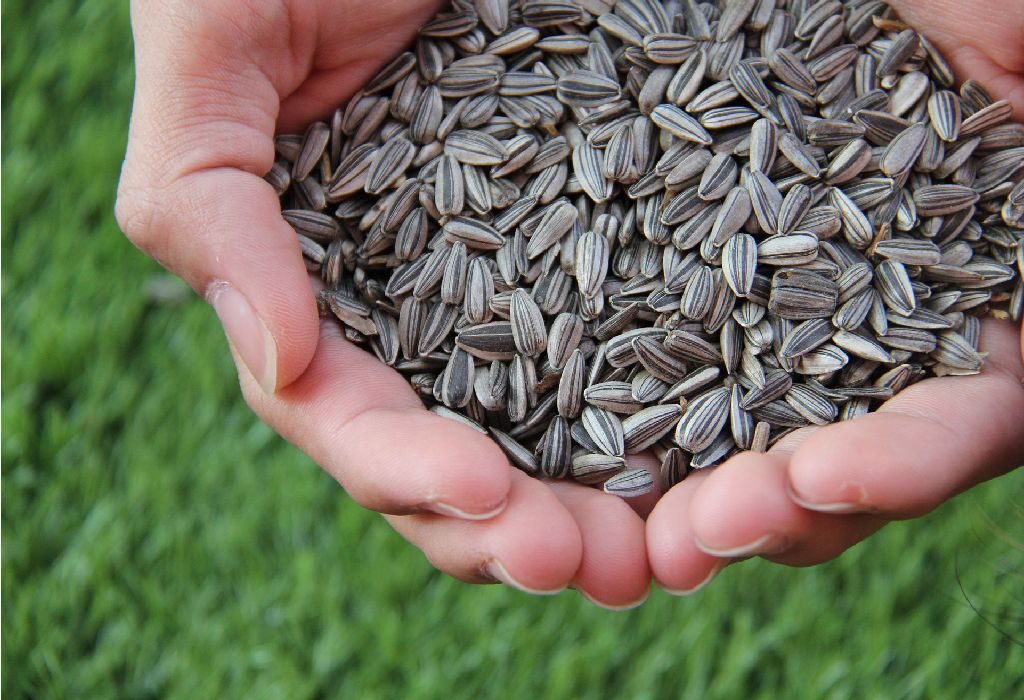 Roasted Lentils and Sunflower Seeds