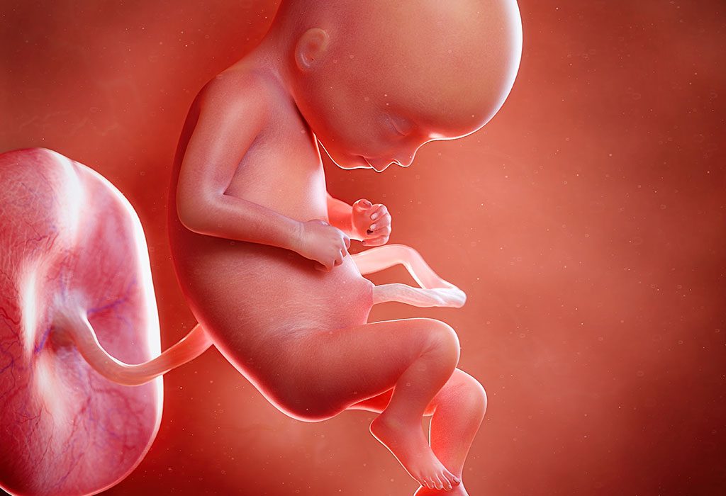 Foetal development with olive oil