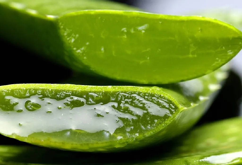 Aloe Vera