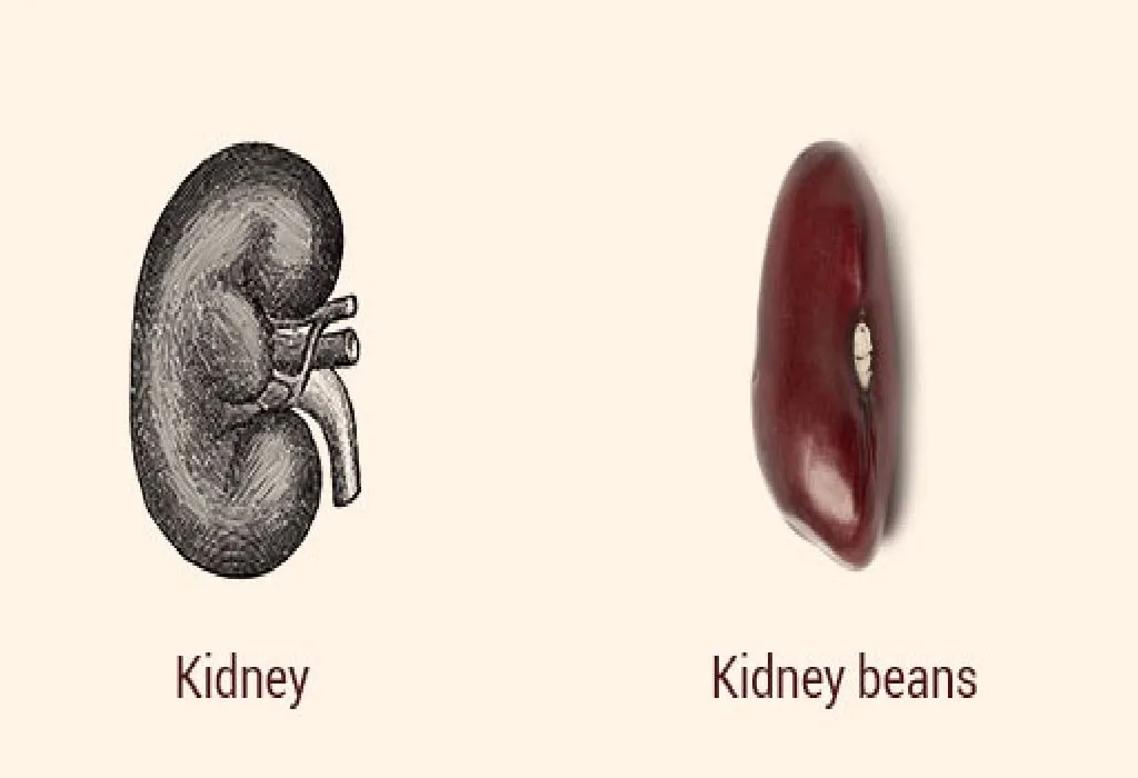 Kidney Beans and Kidneys