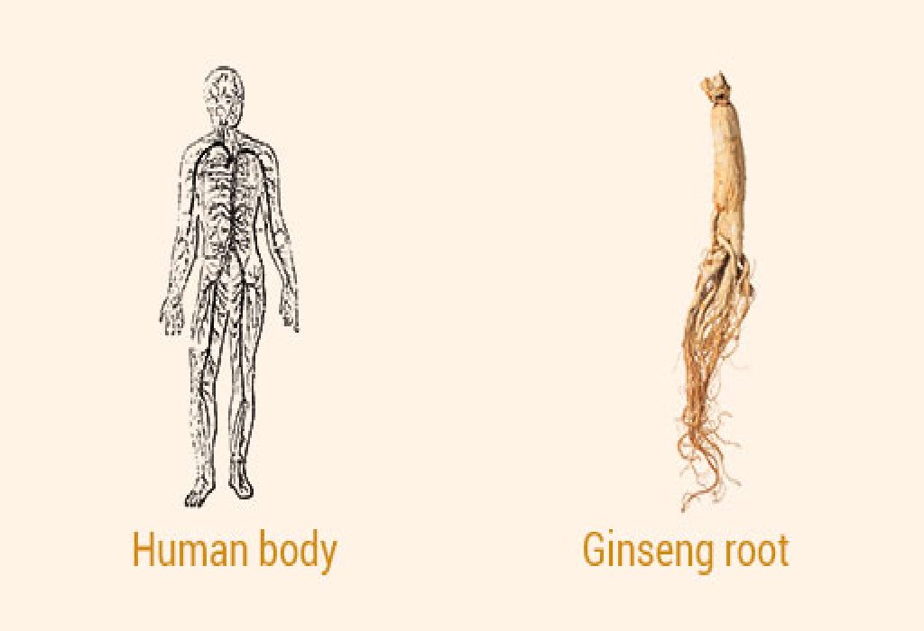 Ginseng Root and Human Body