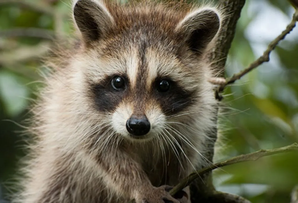 What this Racoon is Saying