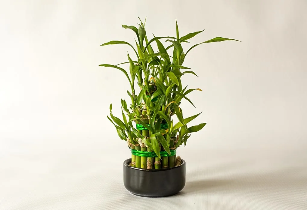 A bamboo plant