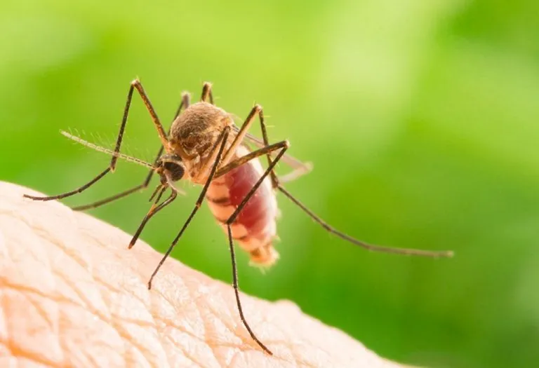 Chikungunya Infection in Pregnancy – Signs, Treatment & Precautions