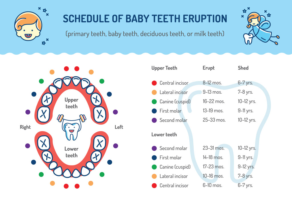 शिशुओं के दाँत किस क्रम में निकलते हैं?