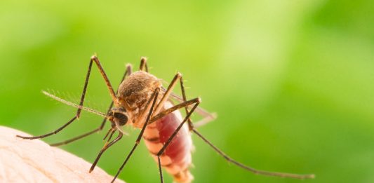 गर्भावस्था के दौरान चिकनगुनिया – कारण, लक्षण और उपचार